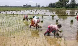 Expansion of irrigation facilities across about 4,405 hectares in 57 villages through pressure irrigation projects