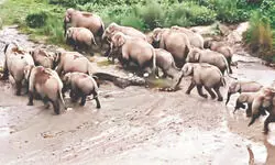 Forest department manages wildlife amid five-month dry spell in Alipurduar Forest department manages wildlife amid five-month dry spell in Alipurduar