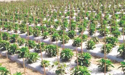 Horticulture dept promotes plastic mulching to boost vegetable cultivation Horticulture dept promotes plastic mulching to boost vegetable cultivation