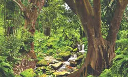 India’s Green Development Path