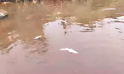 Dead fish in Jalpaiguri’s Panga River: Poisoning suspected