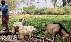 Bridge of promises: Hili villagers risk lives crossing ‘Shri’ River Bridge of promises: Hili villagers risk lives crossing ‘Shri’ River