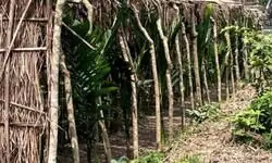 Betel vine farms vandalised in Hili along Indo-Bangla border Betel vine farms vandalised in Hili along Indo-Bangla border