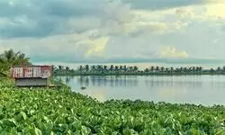 Wetlands at the Crossroads Wetlands at the Crossroads