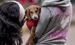 Govt to decentralise animal welfare with district SPCAs